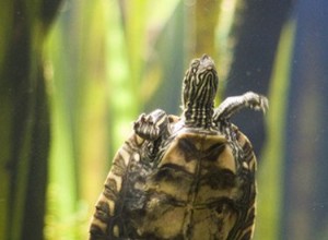 Comment prendre soin d une tortue d eau douce