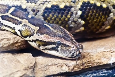 Qual ​​è la durata di un serpente pitone?