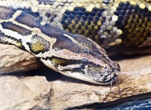 Qual ​​é a vida útil de uma cobra Python?