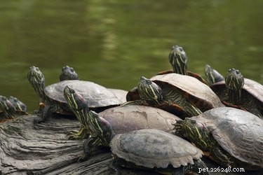 Hur andas sköldpaddor under vatten?