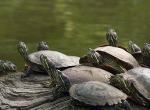 Hur andas sköldpaddor under vatten?