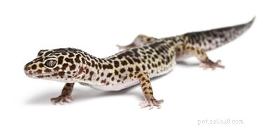 Comment construire un incubateur pour les œufs de gecko léopard