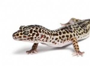 Comment construire un incubateur pour les œufs de gecko léopard