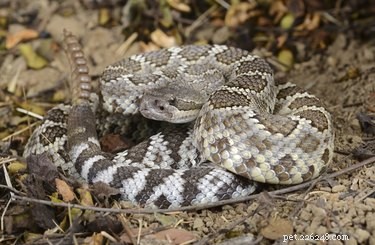 Welke soorten slangen geven levendgeborenen?