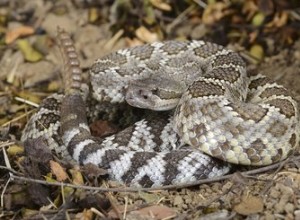 Welke soorten slangen geven levendgeborenen?
