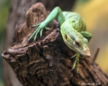 Comment les reptiles obtiennent-ils de l oxygène ?