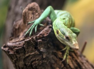 Comment les reptiles obtiennent-ils de l oxygène ?