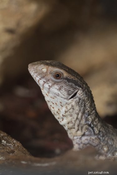 Come capire se un Savannah Monitor è maschio o femmina