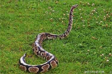 Jaké jsou vlastnosti hada Python?