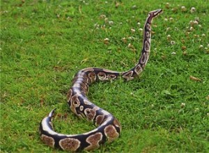 Quais são as características de uma cobra Python?