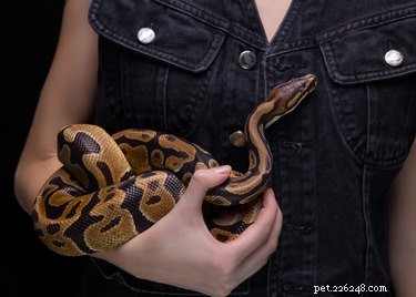 Comment savoir si votre python royal est un mâle ou une femelle