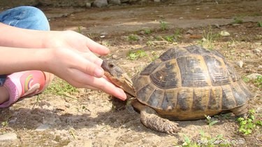 Come riparare i gusci di tartaruga incrinati