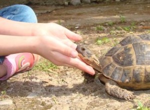 Gebarsten schildpadschelpen repareren