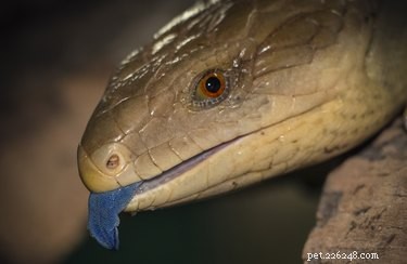 Como saber se minha lagarta de língua azul está grávida?
