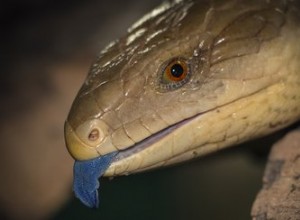 Jak poznám, že je moje ještěrka s modrým jazykem těhotná?