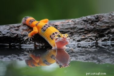 Que mangent les geckos sauvages ?