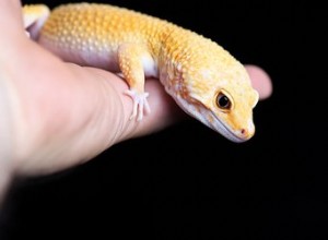 Comment savoir si un gecko léopard est enceinte