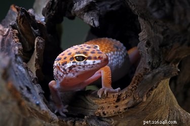 Que mangent les bébés geckos ?