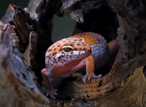 Que mangent les bébés geckos ?