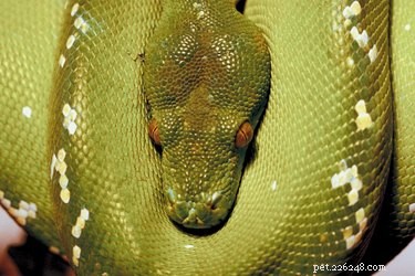 Informazioni sul serpente Python