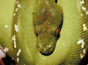 Python Snake-informatie