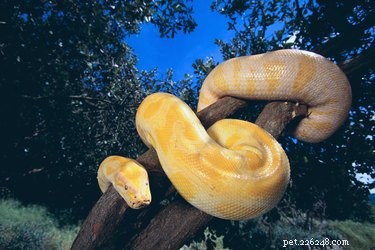 Informações sobre a cobra Python