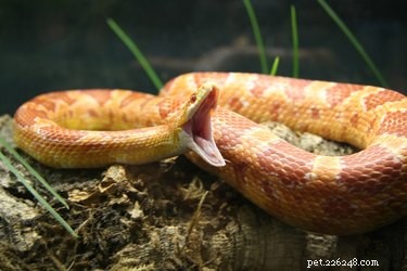 Python Snake-informatie
