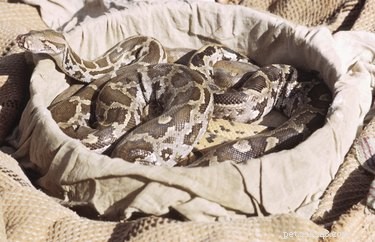 Python Snake Information