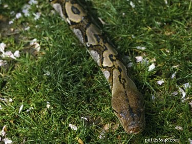 Информация о Python Snake