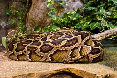 Informations sur le serpent Python