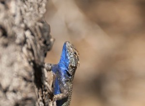 Como cuidar de um lagarto de barriga azul