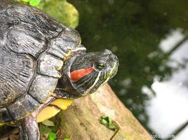 Как обустроить аквариум с красноухими черепахами