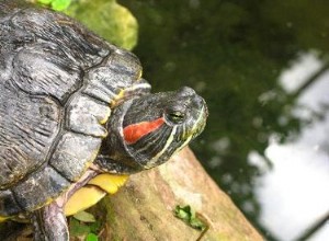 Как обустроить аквариум с красноухими черепахами