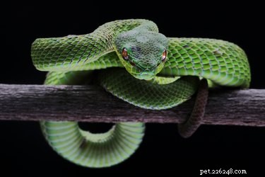 Identifiera en orm efter färg