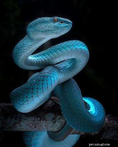 色によるヘビの識別 