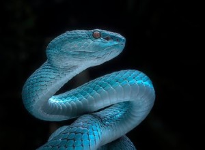 Identifier un serpent par couleur