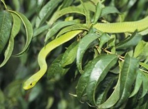 Comment identifier les serpents de jardin