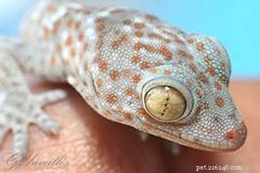 Hur geckos anpassar sig till sin miljö