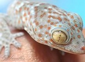 Hur geckos anpassar sig till sin miljö