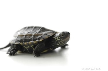 Hur sköldpaddor kommunicerar