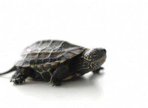 Hur sköldpaddor kommunicerar