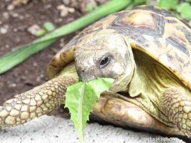 Hur parar sig sköldpaddor?