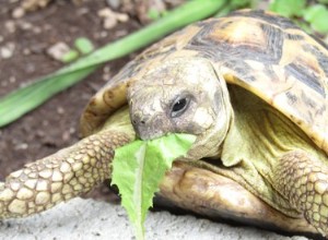 Hur parar sig sköldpaddor?
