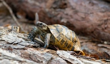 Hur snabbt springer en sköldpadda?