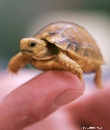 Como criar tartarugas