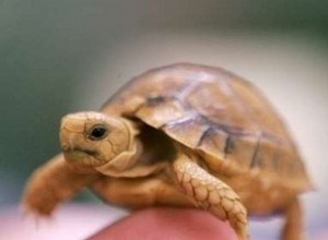 Hur man föder upp sköldpaddor