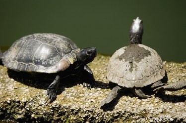 Как определить возраст черепах