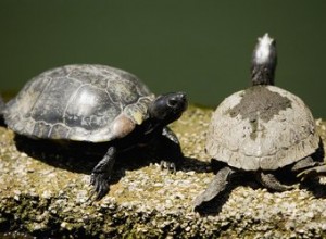 Hoe herken je de leeftijd van schildpadden