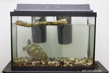 Como manter os tanques de tartaruga limpos
