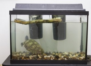 Schildpadtanks schoon houden